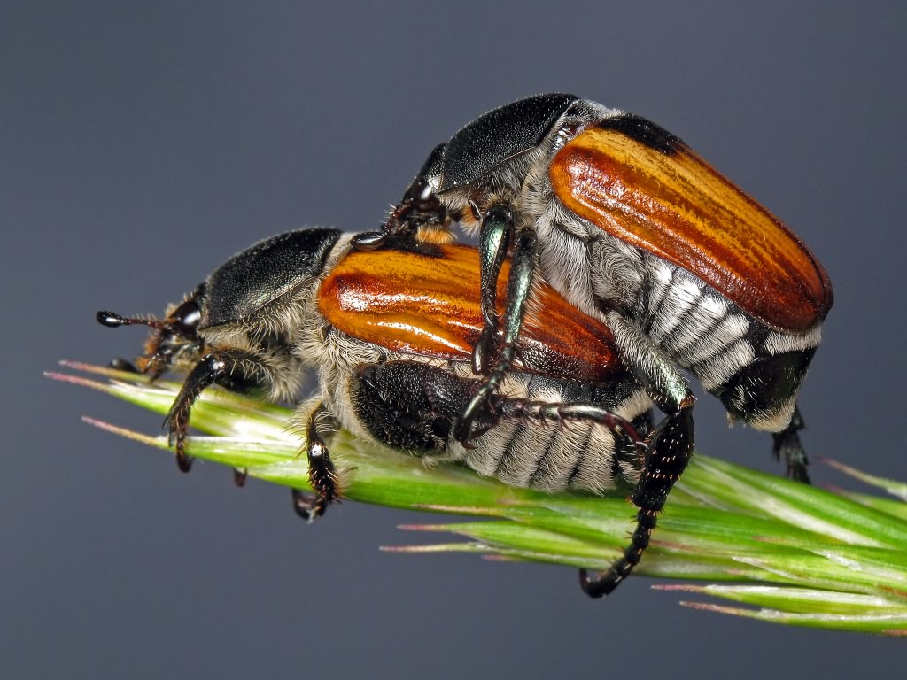Anisoplia austriaca (Herbst, 1783)